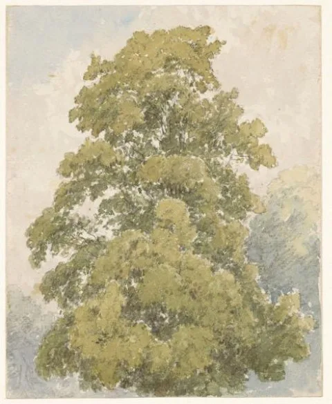 Aaron Edwin Penley, Studie van een iep