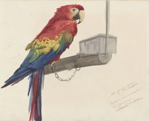 Louis Bombled, Parrot