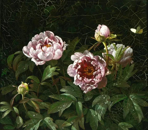 Johan Friderich Bergsøe, A study of pink peonies.