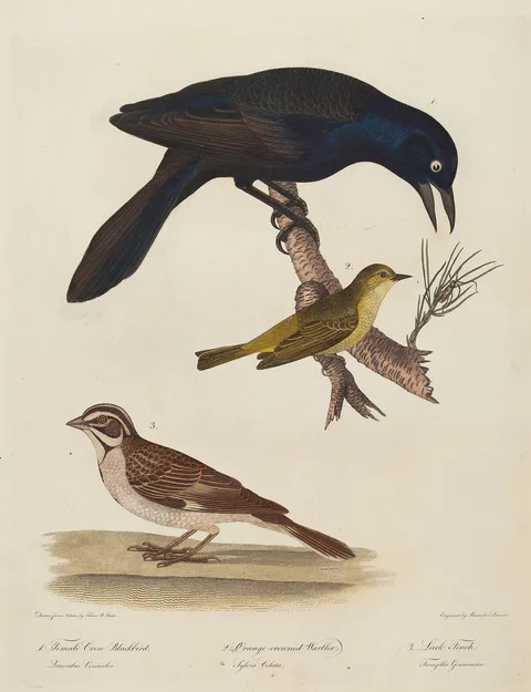 Alexander Lawson, Female Crow Blackbird, Orange-Crowned Warbler, Lark Finch
