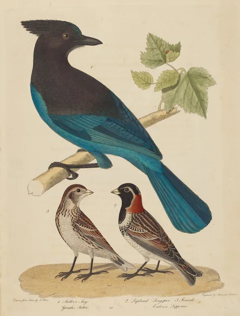 Alexander Lawson, Stellar's Jay, Lapland Longspur and Female