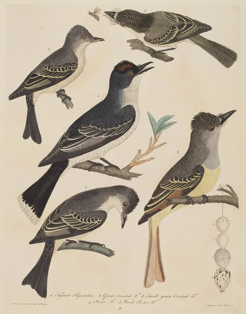 Alexander Lawson, Five Birds with Their Eggs and an Insect