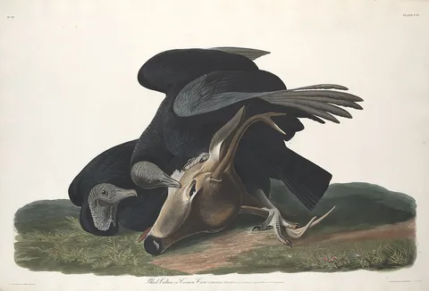 Robert Havell, Black Vulture