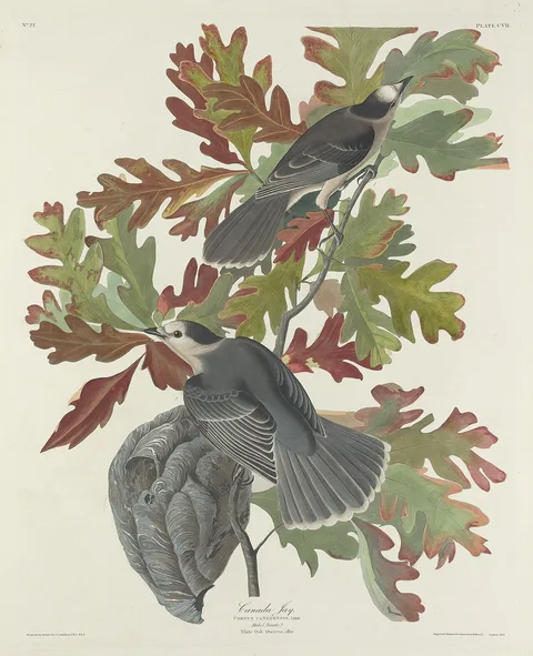 Robert Havell, Canada Jay