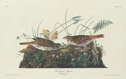 Robert Havell, Two-colored Sparrow