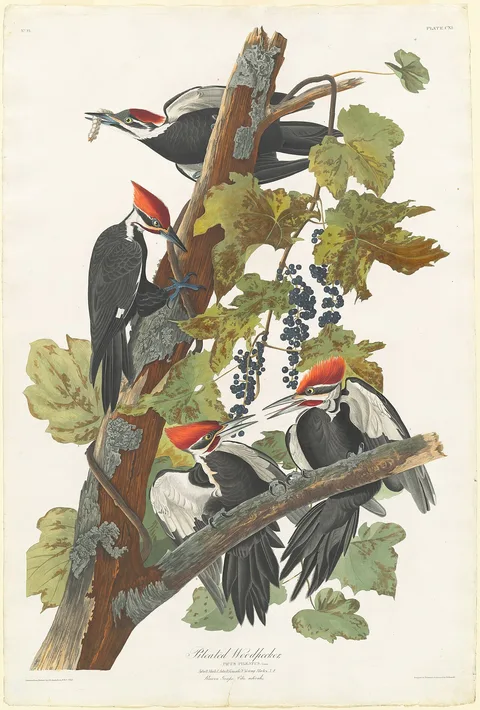 Robert Havell, Pileated Woodpecker