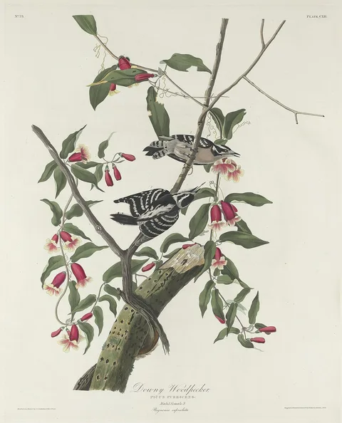 Robert Havell, Downy Woodpecker