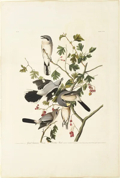 Robert Havell, Great American Shrike