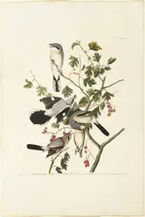 Robert Havell, Great American Shrike