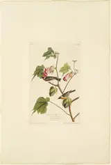 Robert Havell, Male Bay Breasted Warbler