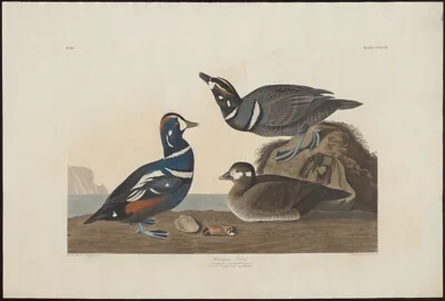 Robert Havell, Harlequin Duck