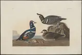 Robert Havell, Harlequin Duck