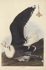Robert Havell, Black Backed Gull