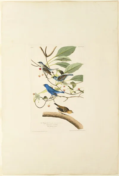 Robert Havell, Male Indigo Bird