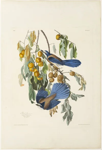 Robert Havell, Florida Jay