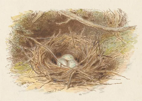 Alfred W. Cooper, The Deserted Nest (tail piece)
