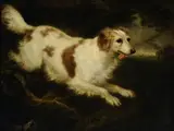 Charles Henry Schwanfelder, 'Dash' a Spaniel