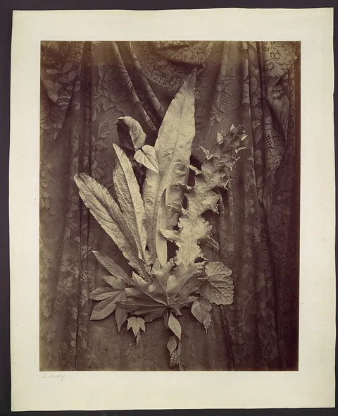 Charles Aubry, Study of Leaves on a Background of Floral Lace