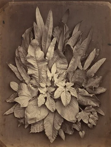 Charles Aubry, A Study of Leaves