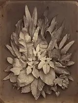 Charles Aubry, A Study of Leaves