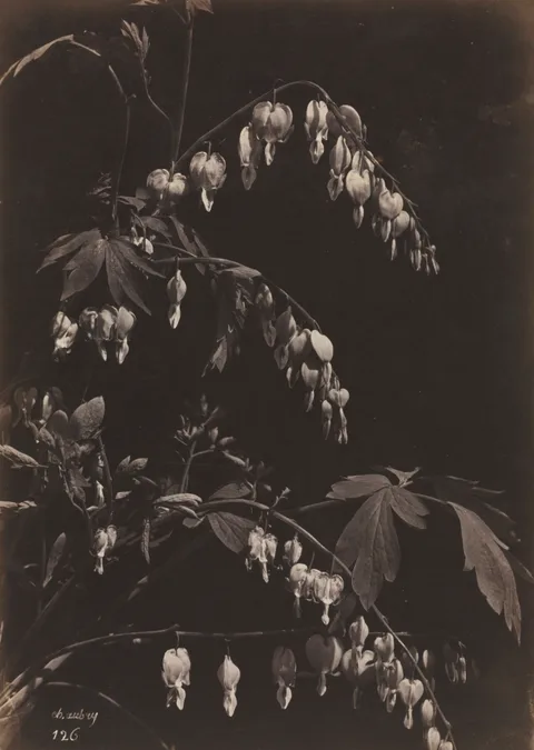 Charles Aubry, Floral Still Life (Bleeding Hearts)