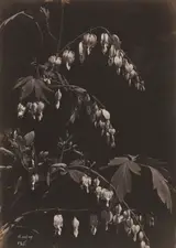 Charles Aubry, Floral Still Life (Bleeding Hearts)