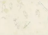 Anna Maria Stork Kruyff, Studies van papegaaien