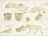 Anna Maria Stork Kruyff, Studies van leeuwen