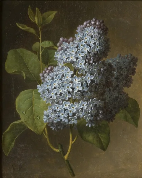 Christiaan van Pol, Lilac Blossoms
