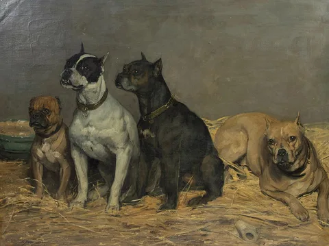Eugène van Gelder, English bulldogs