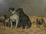 Eugène van Gelder, English bulldogs
