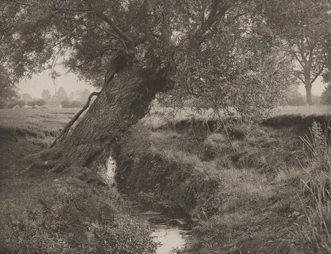 Leon Williams, A Willow Grows Aslant The Brook
