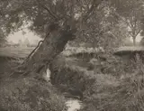 Leon Williams, A Willow Grows Aslant The Brook