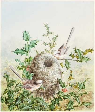 Harry Bright, Coral Buntings and Their Nest in a Holly Tree