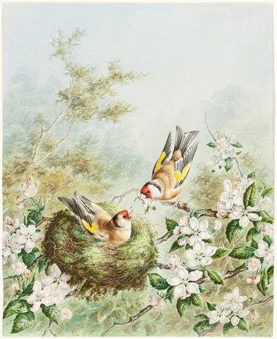 Harry Bright, Gold Finches and Their Nest in an Apple Tree