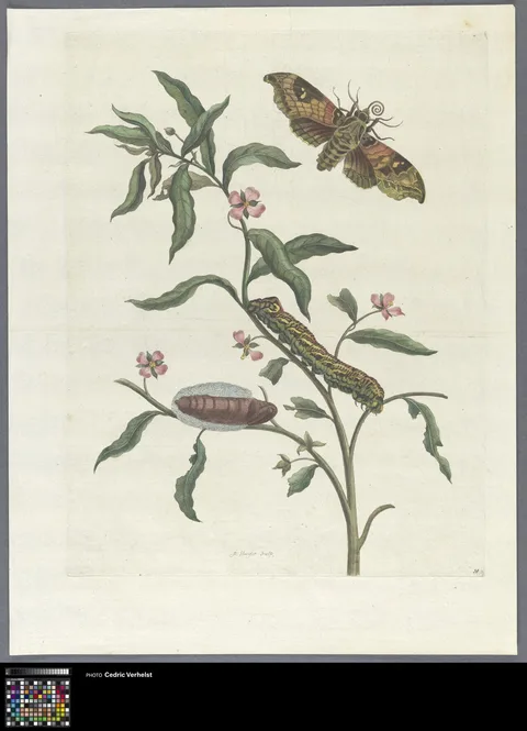 Pieter Sluyter, Caterpillar, pupa, butterfly