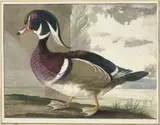 Gerrit van den Heuvel, Carolina eend
