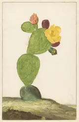Willem de Heer, Prickly Pear in Bloom