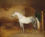George Morley, A Grey Horse