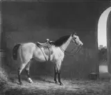 George Morley, Comus