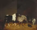 George Morley, Three Shetland Ponies, Tommy, Beauty and Huntly, with the Terrier Fanny