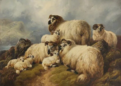 Charles John Watson, Sheep