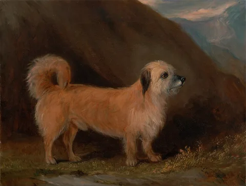 John Ferneley, A Dandie Dinmont Terrier