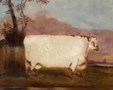 John Vine, A Shorthorn Cow