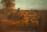 John Pedder, Sheep