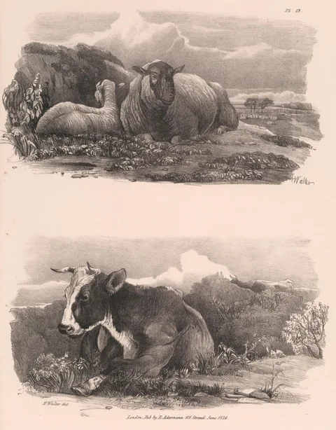 Henry Walter, Untitled Images of Livestock, Plate 13