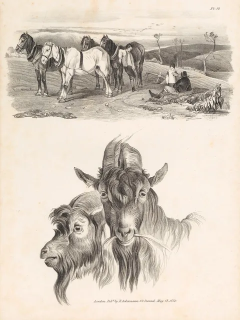 Henry Walter, Untitled Images of Livestock, Plate 12