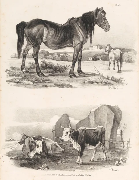 Henry Walter, Untitled Images of Livestock, Plate 11