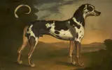 Thomas Stringer, A Great Dane, called 'Turpin'