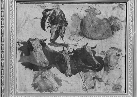 Thomas R. Robinson, Study of Cows and Sheep